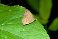 SATYRIDAE, Euptychia